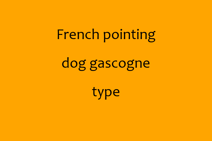 French pointing dog gascogne type for Sale in Elgin