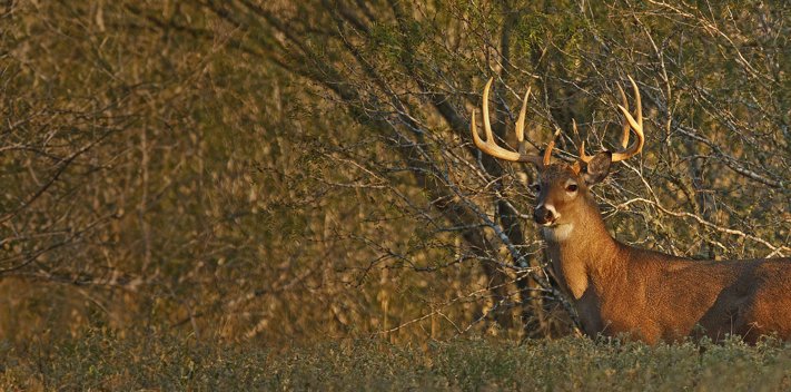 Software Firm Plateau Land Wildlife Management Inc.