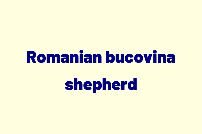 Meet Your New Romanian bucovina shepherd Dog in San Mateo