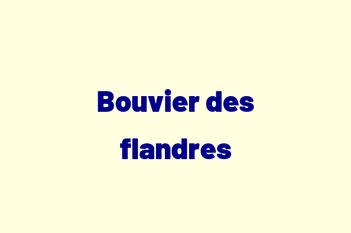 Bouvier des flandres Dog for Sale in Pomona