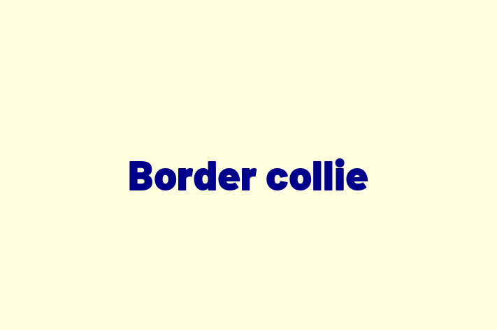 Border collie Dog for Sale in Inglewood