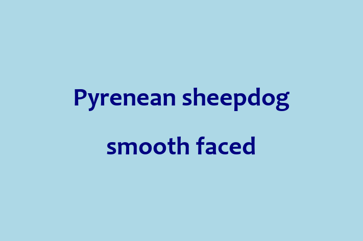 Pyrenean sheepdog smooth faced Dog in Vista Ready for a New Home