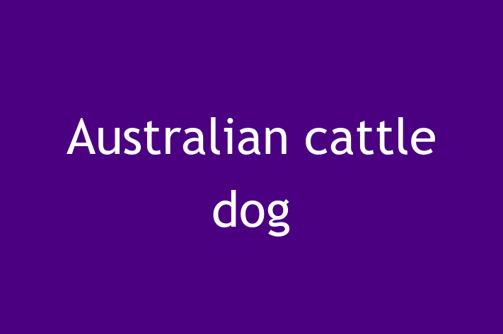 Australian cattle dog Dog PuppiesKittens for Sale in Fairfield