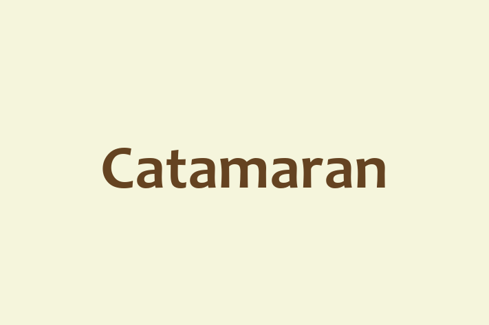 Technology Solutions Firm Catamaran