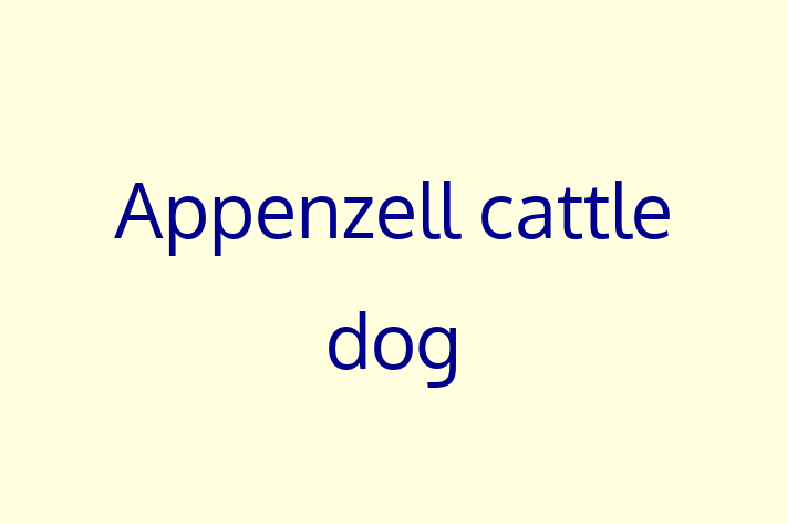 Appenzell cattle dog Dog Available Now in Glendale