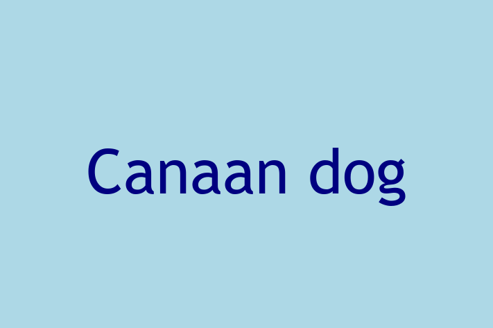 Canaan dog Dog for Sale in Elgin