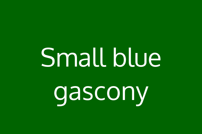 Dog Small blue gascony for Sale in Overland Park