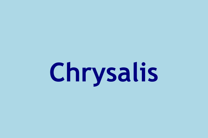 IT Company Chrysalis