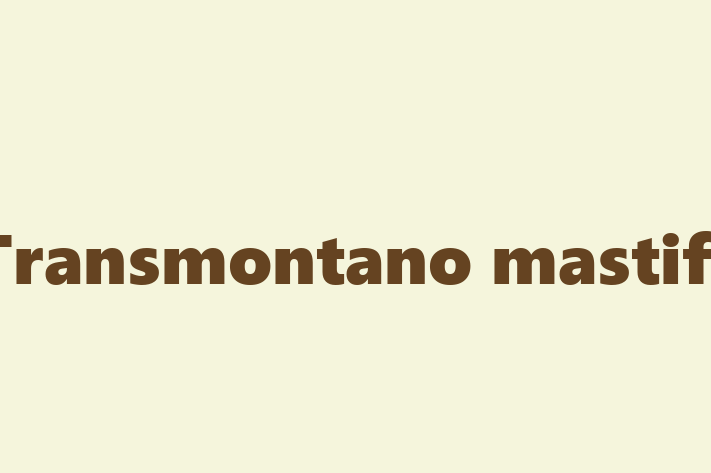 Find Your New Transmontano mastiff Dog in Jersey City