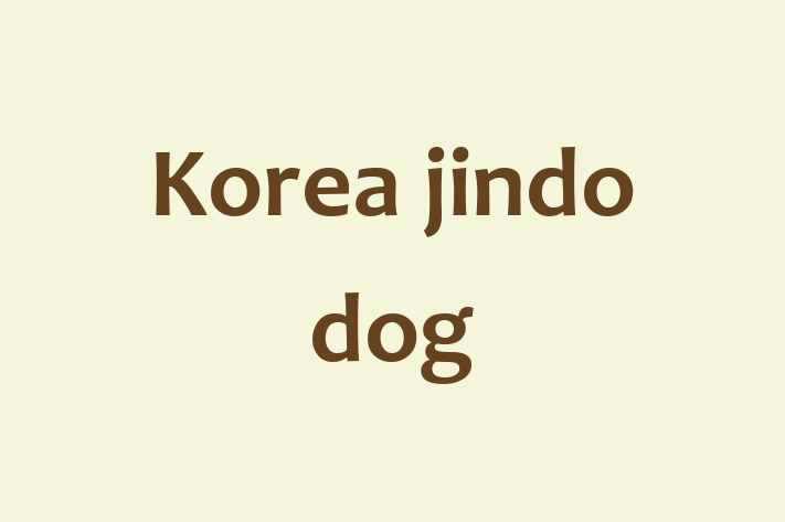 Korea jindo dog Dog for Adoption in Laredo