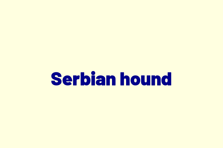 Serbian hound Dog in Tulsa Ready for a New Home