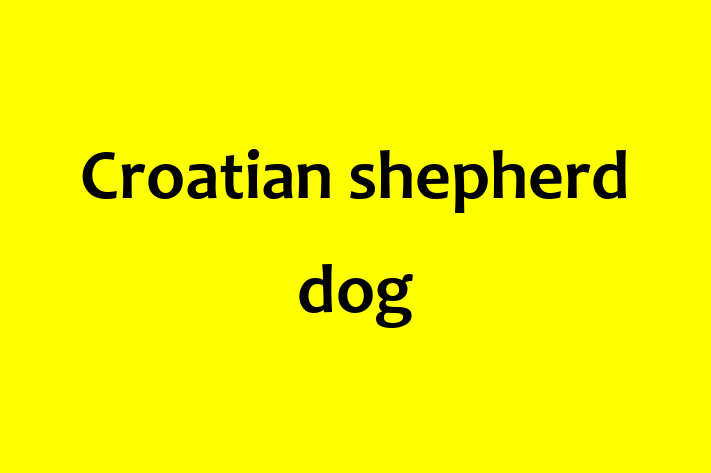 Adopt a Beautiful Croatian shepherd dog Dog in Bridgeport