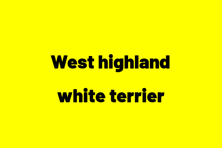 West highland white terrier Dog for Adoption in Albuquerque