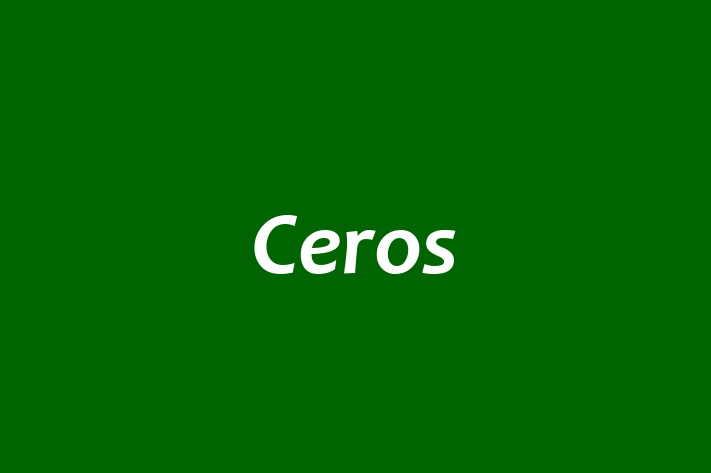 Software Consultancy Ceros