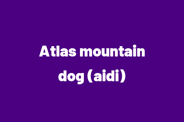 Atlas mountain dog aidi Dog Available Now in El Monte