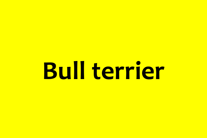 Dog Bull terrier for Sale in Laredo