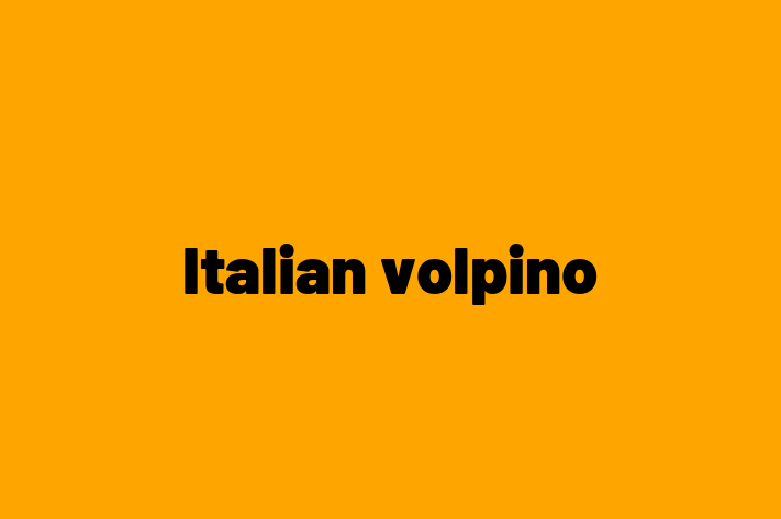 Find Your New Italian volpino Dog in Tempe