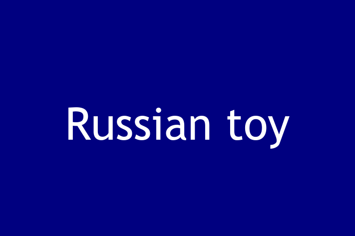 Find Your New Russian toy Dog in Palmdale