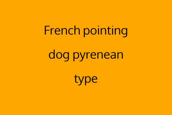 French pointing dog pyrenean type for Sale in Santa Rosa