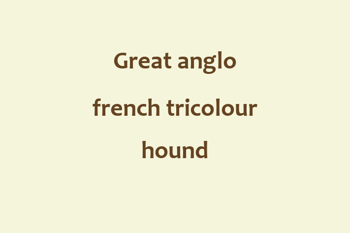 Adopt a Dog Today Great anglo french tricolour hound in Aurora