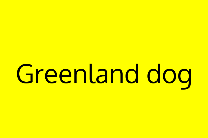 Greenland dog Dog for Sale in Ann Arbor