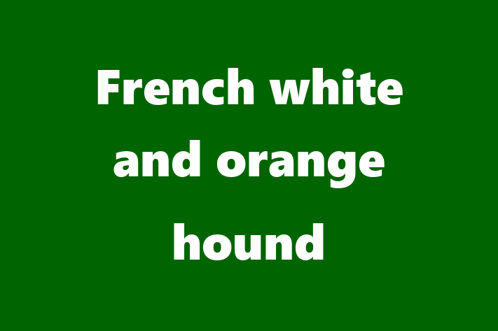 Adopt a Dog French white and orange hound Available in Waco