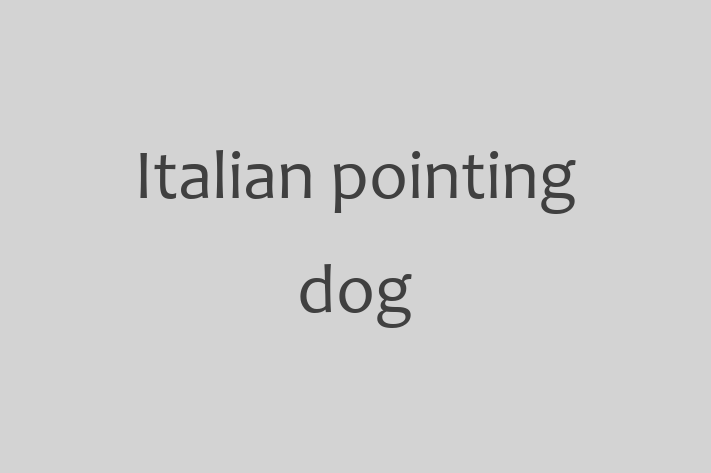 Adopt a Dog Italian pointing dog Available in Tempe