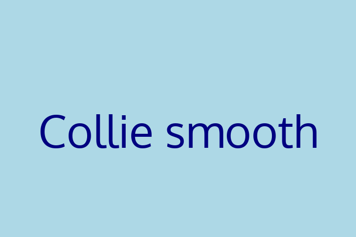 Adopt a Friendly Collie smooth Dog in Fremont