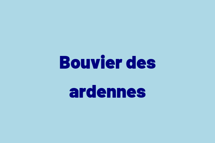 Adopt a Bouvier des ardennes Dog in Chula Vista