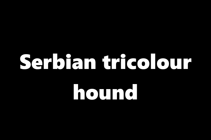 Adopt a Beautiful Serbian tricolour hound Dog in Aurora