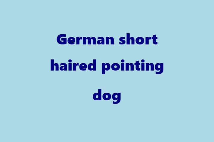 German short haired pointing dog Dog Ready for a Home in Houston