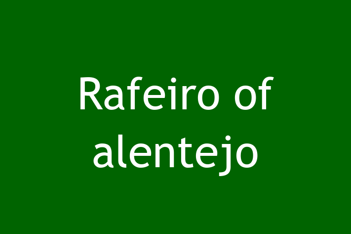 Adopt a Rafeiro of alentejo Dog in Centennial