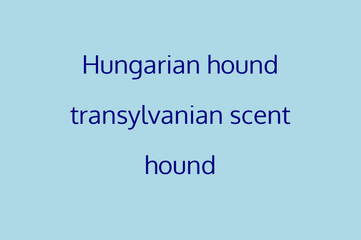 Hungarian hound transylvanian scent hound Dog in Phoenix