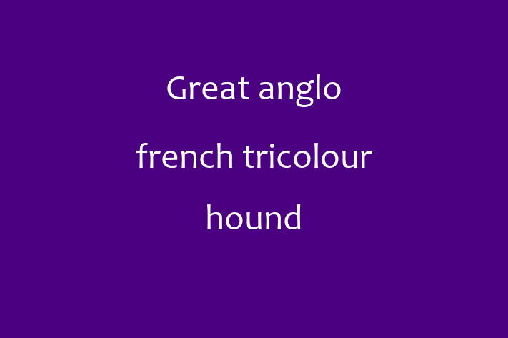 Great anglo french tricolour hound Dog for Adoption in Vista