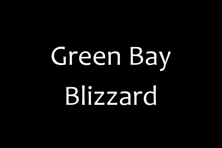 Software Development Firm Green Bay Blizzard