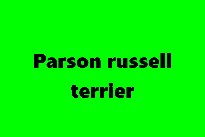 Find Your New Parson russell terrier Dog in Alexandria