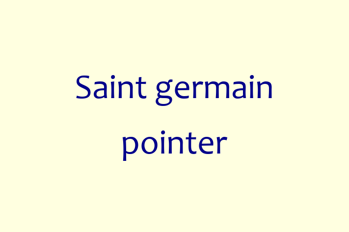 Saint germain pointer for Sale in Paterson