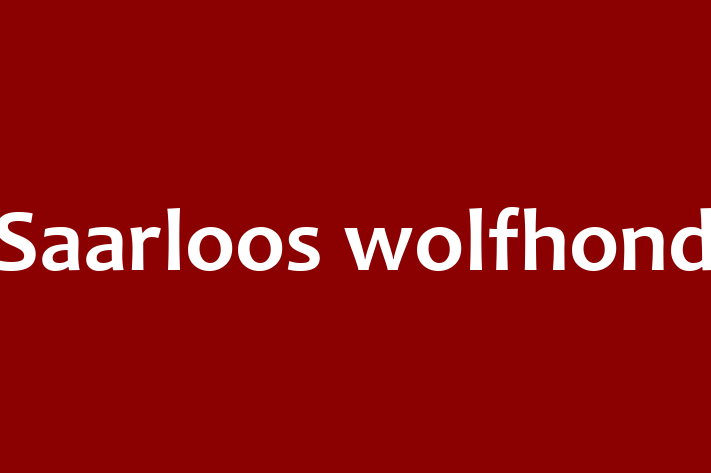 Adopt a Saarloos wolfhond Dog in Oklahoma City