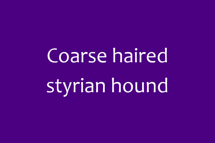 Adopt a Dog Coarse haired styrian hound Available in San Diego