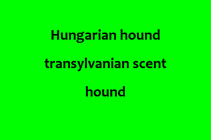 Hungarian hound transylvanian scent hound Dog Available Now in Glendale