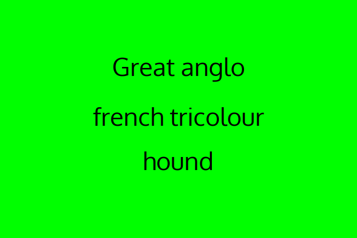 Find Your New Great anglo french tricolour hound Dog in Moreno Valley