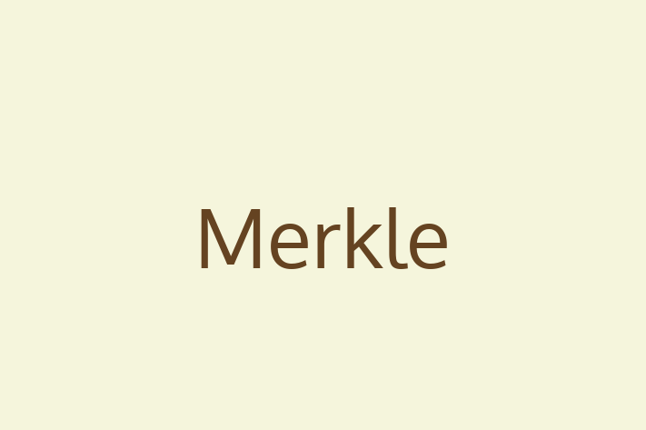 Application Development Company Merkle