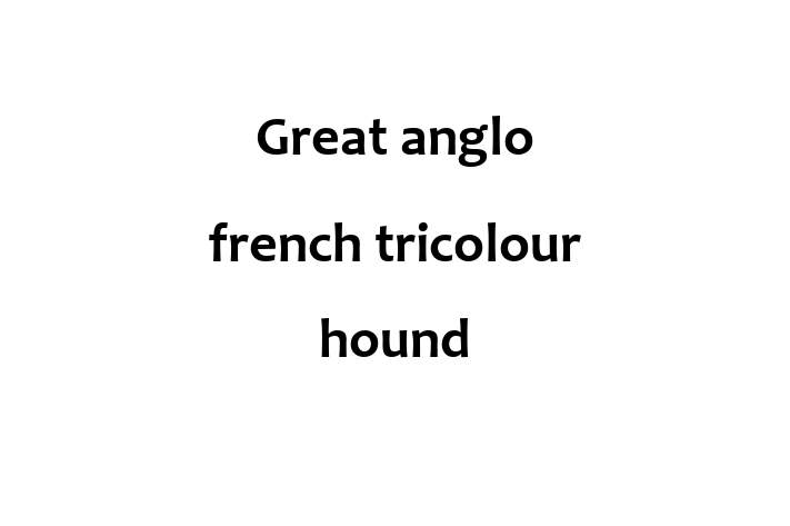 Great anglo french tricolour hound Dog for Adoption in Denton