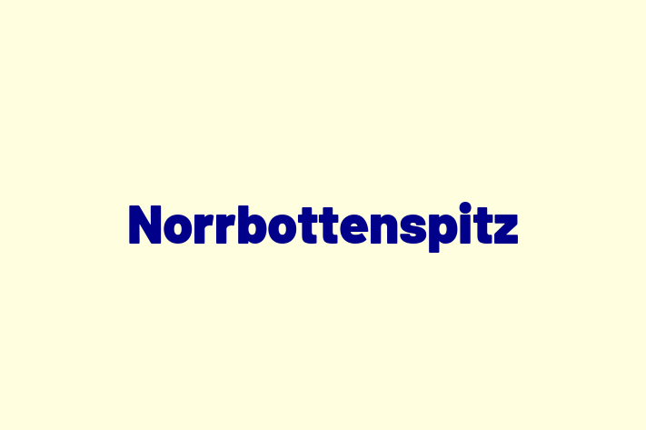 Norrbottenspitz Dog for Sale in Seattle