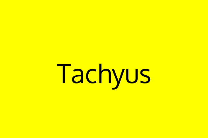 Software Solutions Provider Tachyus