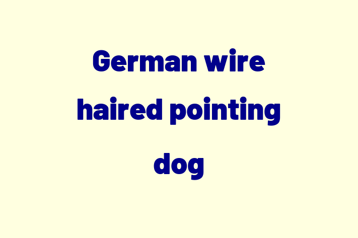 German wire haired pointing dog Dog PuppiesKittens for Sale in Westminster