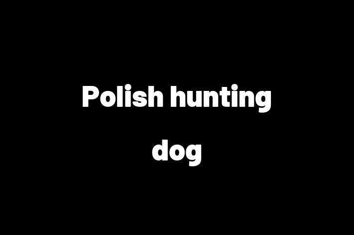 Find Your New Polish hunting dog Dog in Seattle