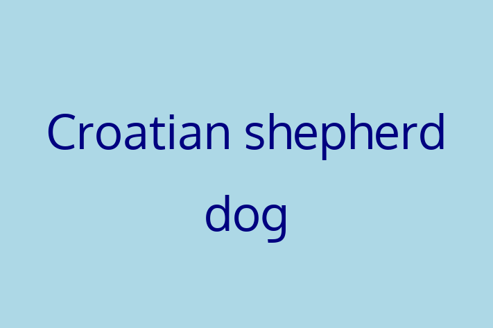 Dog Croatian shepherd dog for Sale in Sparks