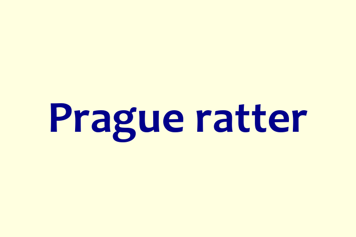 Prague ratter Dog Available Now in Minneapolis