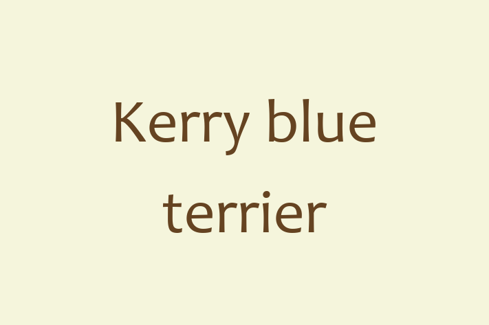 Kerry blue terrier Dog for Sale in Boulder